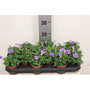 Petunia Supr.blue Sky