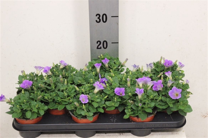 <h4>Petunia Supr.blue Sky</h4>