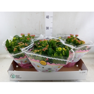 Kalanchoe blos.   ..mix in pot