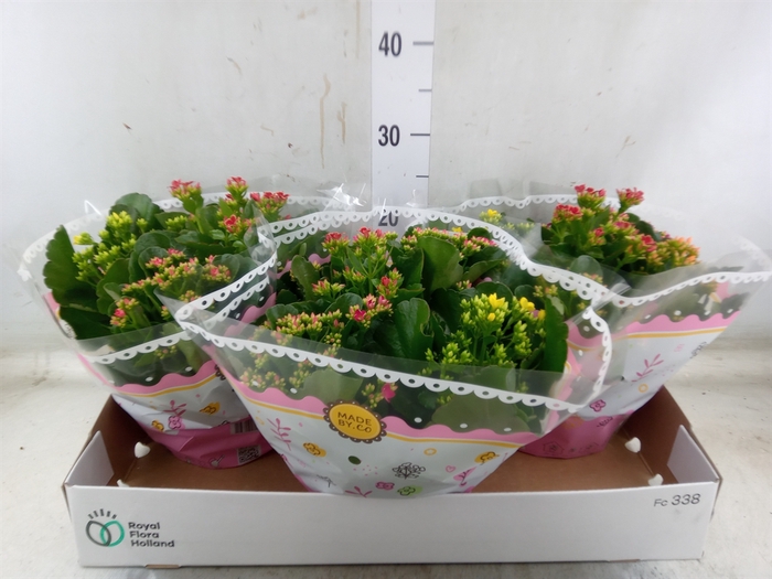 <h4>Kalanchoe blos.   ..mix in pot</h4>