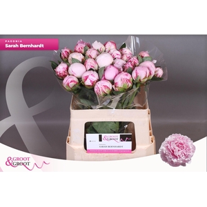 Paeonia Sarah Bernhardt