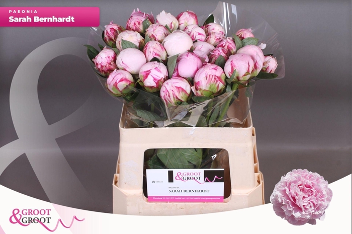 <h4>Paeonia Sarah Bernhardt</h4>