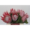 Protea Cynaroides