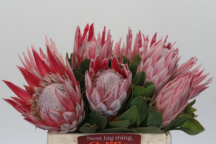 Protea Cynaroides