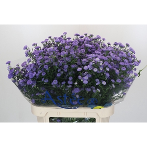 Aster Baby Blue