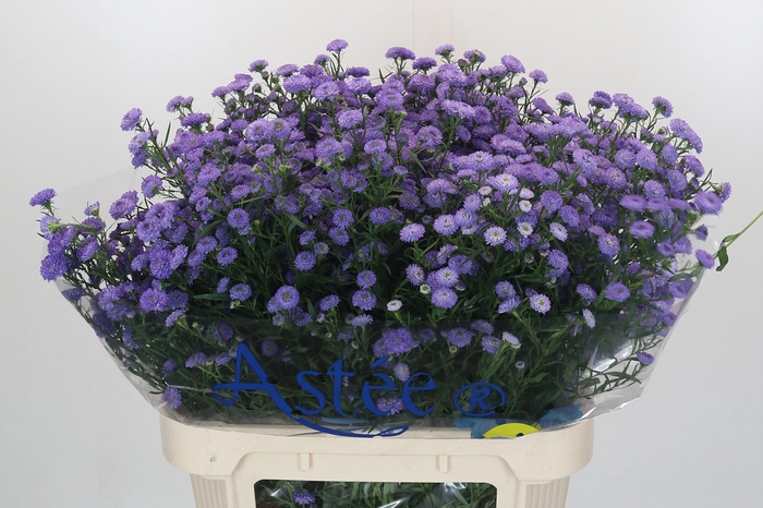 Aster Baby Blue