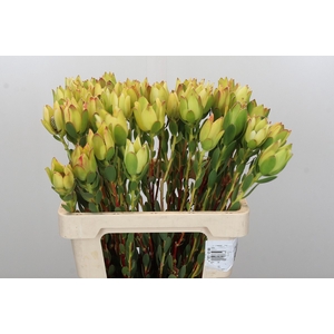 Leucadendron Disc. Rita