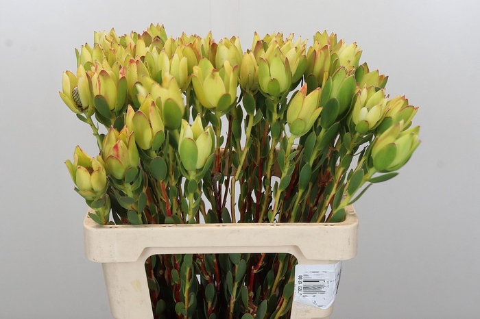 <h4>Leucadendron Disc. Rita</h4>