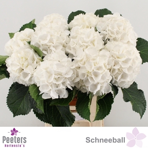 HYDR M SCHNEEBALL