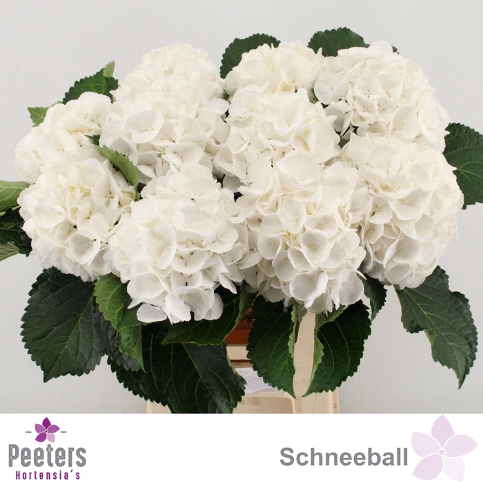<h4>HYDR M SCHNEEBALL</h4>