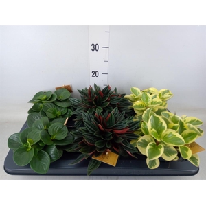 Peperomia   ...mix