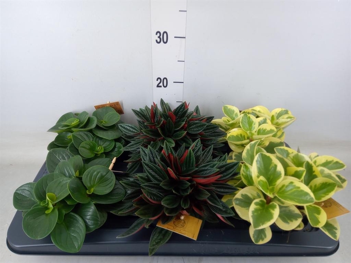 <h4>Peperomia ...mix</h4>