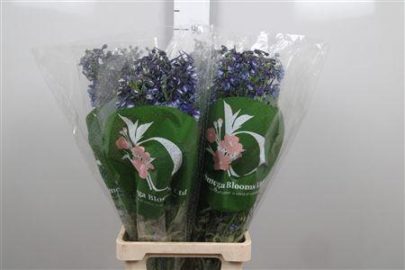 <h4>Delph En Donna</h4>