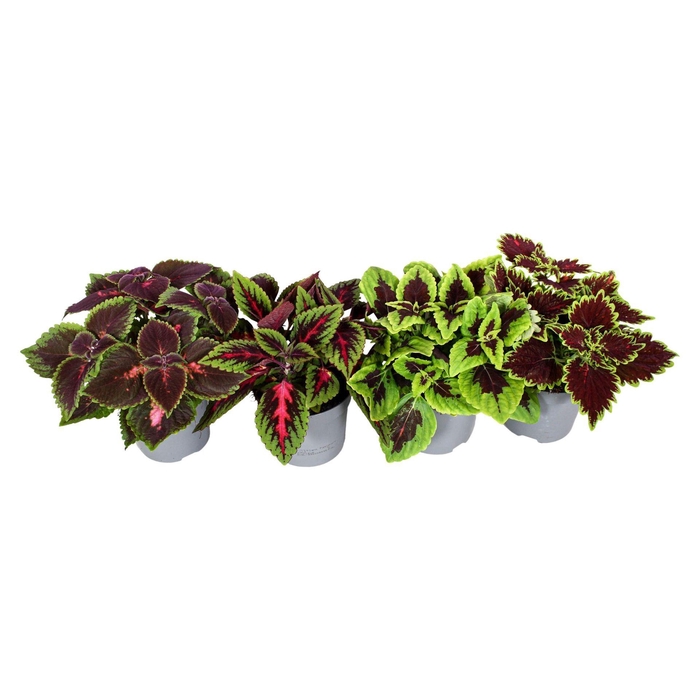 <h4>Coleus</h4>