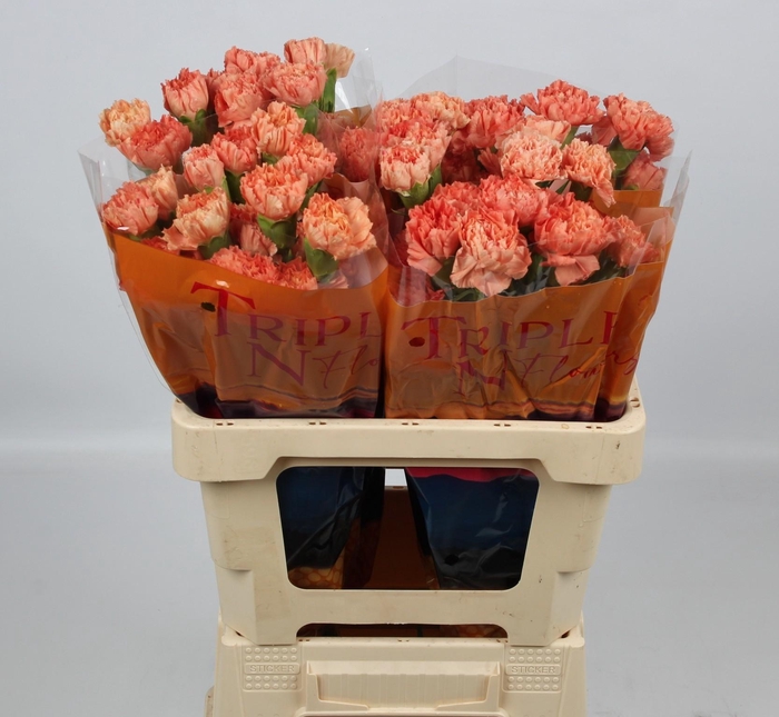 <h4>DI ST HERMES ORANGE</h4>