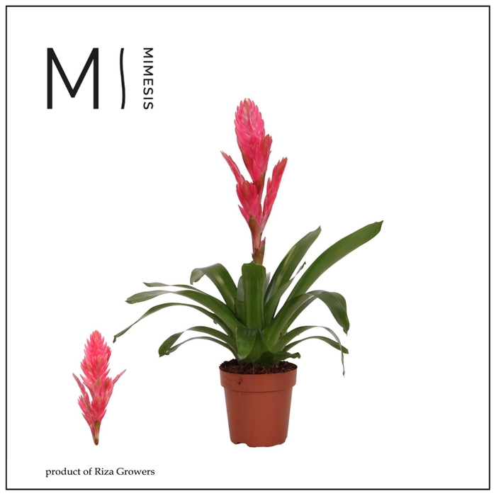 <h4>Vriesea overig</h4>