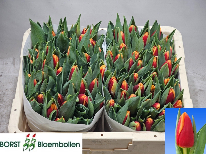 <h4>TU EN SPIRIT</h4>