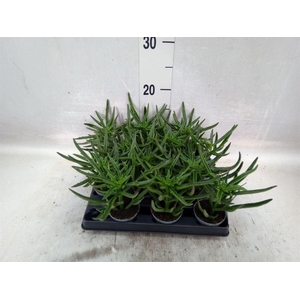 Kalanchoe NF thyrsiflora