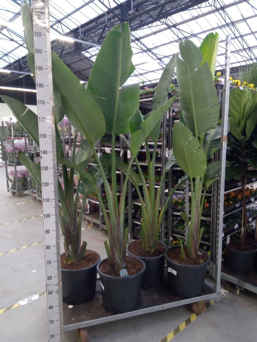 <h4>Strelitzia nicolai</h4>