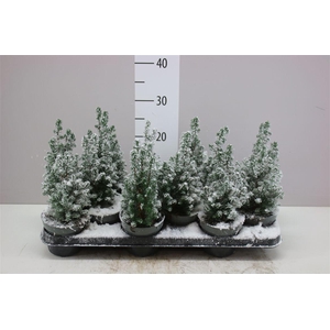 Chamaecyparis Th Top Point Snow