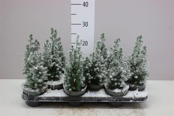 <h4>Chamaecyparis Th Top Point Snow</h4>