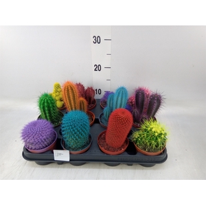 Cactus   ...