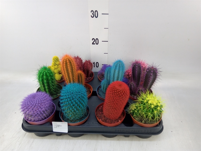<h4>Cactus   ...</h4>