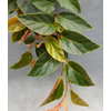 BEGONIA RADICANS BRONZE FORM C21