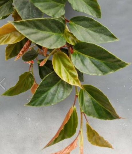BEGONIA RADICANS BRONZE FORM C21