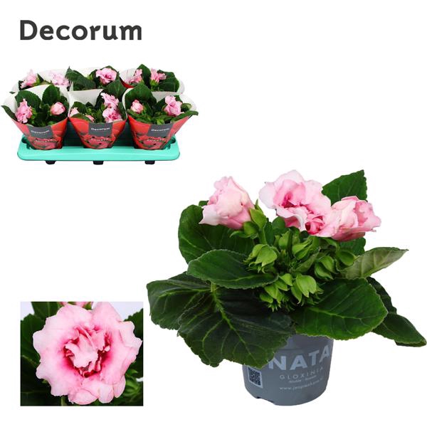 <h4>Gloxinia Sonata Pink</h4>