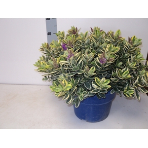 HEBE AND VARIEGATA