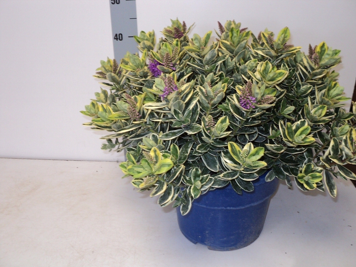 <h4>HEBE AND VARIEGATA</h4>