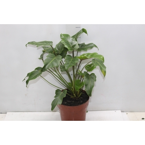 PHILODENDRON XANADU P17