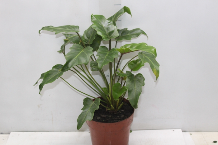 <h4>PHILODENDRON XANADU P17</h4>