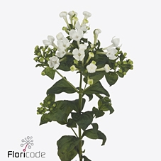 <h4>Bouvardia si white sensation</h4>