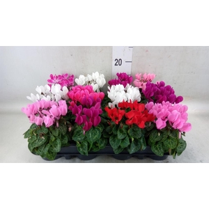 Cyclamen KL 'Verano'