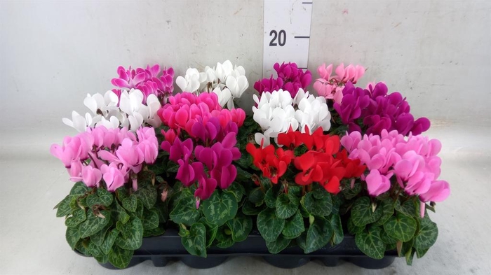 <h4>Cyclamen KL 'Verano'</h4>