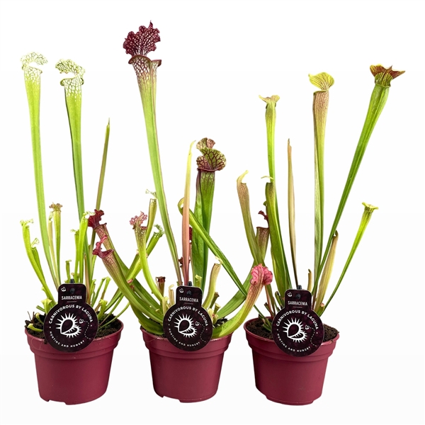 <h4>Sarracenia mix 3 hoge soorten 12 cm</h4>