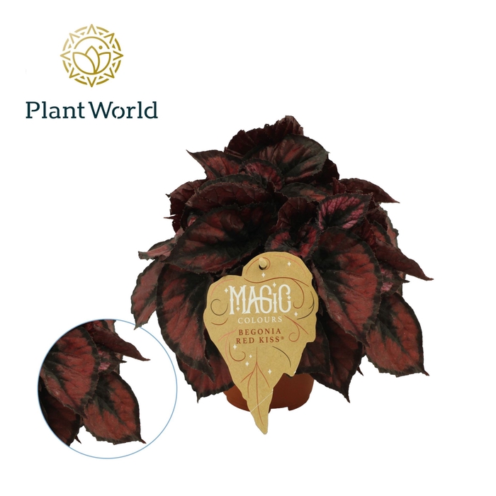 <h4>Begonia Magic Colours Red Kiss</h4>