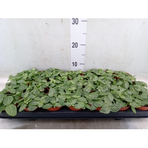Fittonia   ...