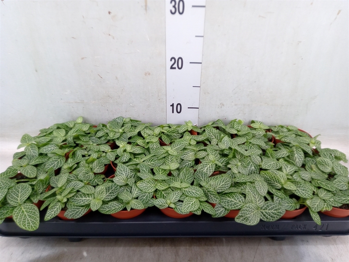 <h4>Fittonia   ...</h4>