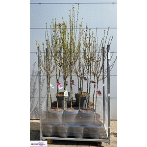 HIBIS SYRIACUS