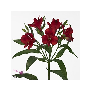 Alstroemeria Natalya