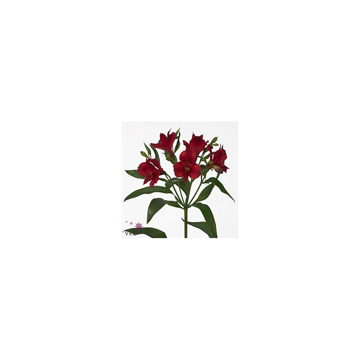 <h4>Alstroemeria Natalya</h4>
