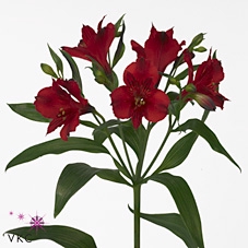 <h4>Alstroemeria Natalya</h4>