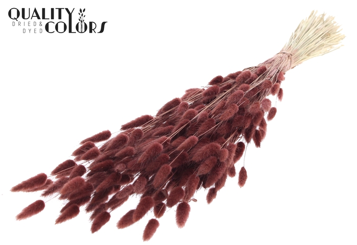 Lagurus per bunch Brown