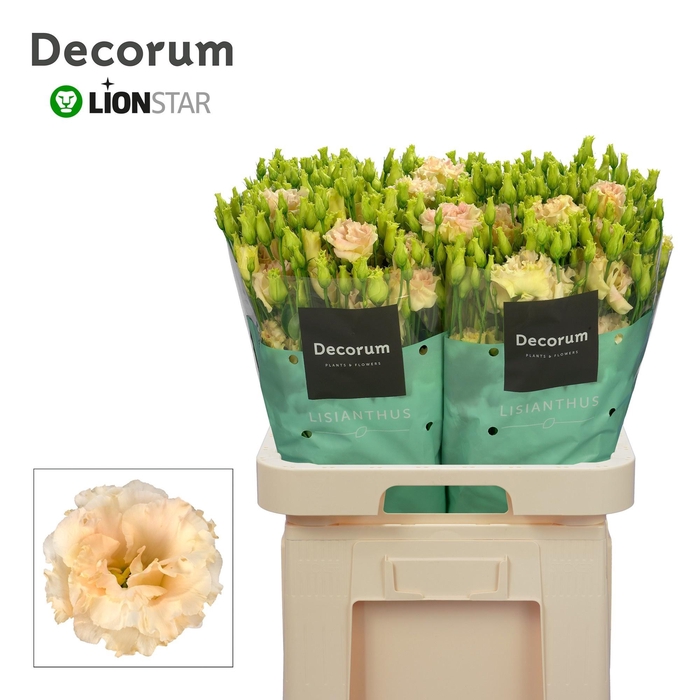 <h4>EUS G ALISSA CHAMPAG</h4>