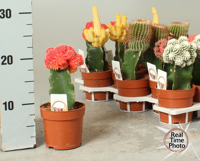 <h4>CACTUS GEM</h4>