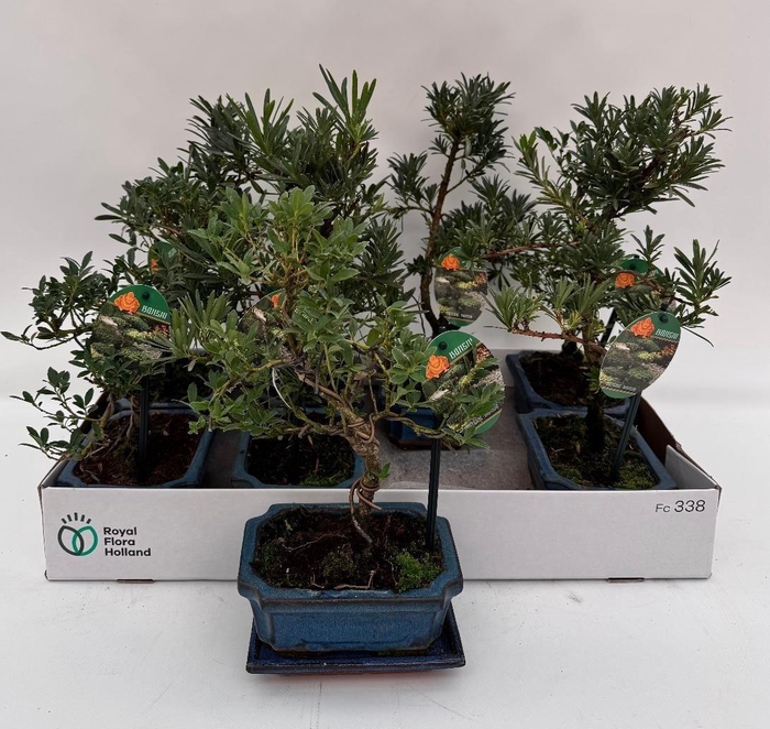 <h4>BONSAI GEM</h4>