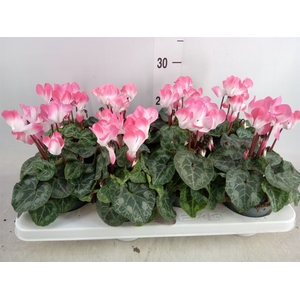 Cyclamen MD 'Indiaka'